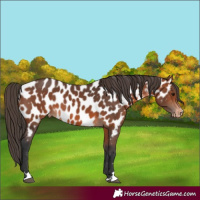Horse Color:Bay Appaloosa 