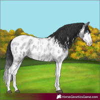 Horse Color:Blue Roan Splash Appaloosa