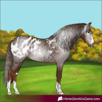 Horse Color:Gray Chestnut Appaloosa