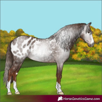 Horse Color:Gray Chestnut Appaloosa 