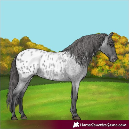 Horse Color:Blue Roan Appaloosa 