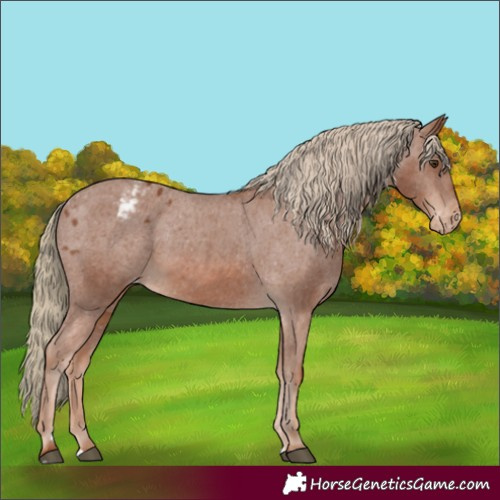 Horse Color:Chestnut Appaloosa