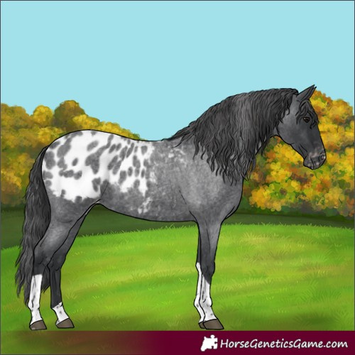 Horse Color:Blue Roan Tobiano Appaloosa 