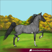 Horse Color:Blue Roan Tobiano