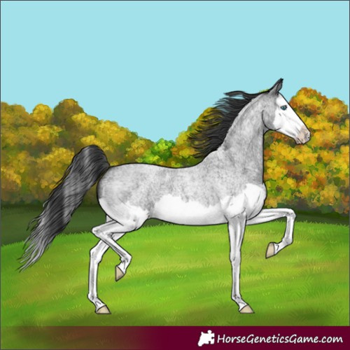 Horse Color:Blue Roan Splash 