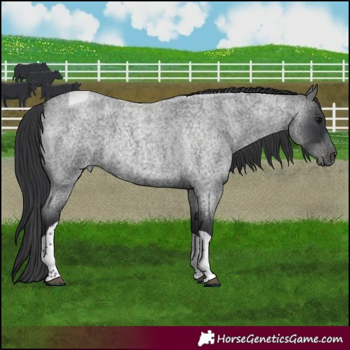 Horse Color:Blue Roan Tobiano