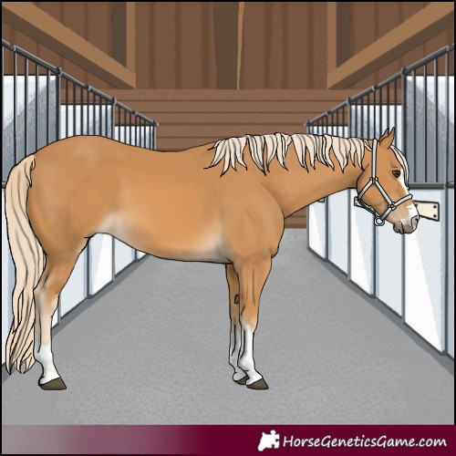 Horse Color:Palomino