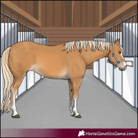 Horse Color:Palomino