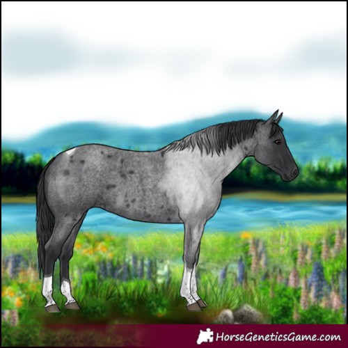 Horse Color:Blue Roan Tobiano 