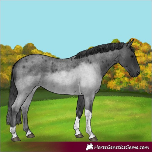 Horse Color:Blue Roan Tobiano 