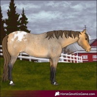 Horse Color:Buckskin Roan Appaloosa