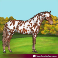 Horse Color:Chestnut Appaloosa 