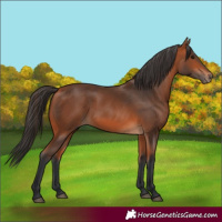 Horse Color:Bay 