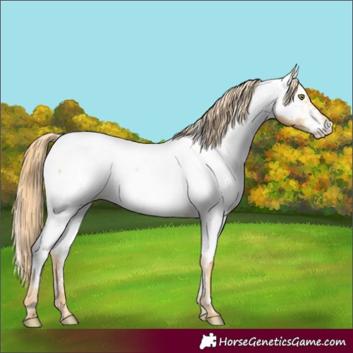 Horse Color:Gold Champagne Appaloosa 