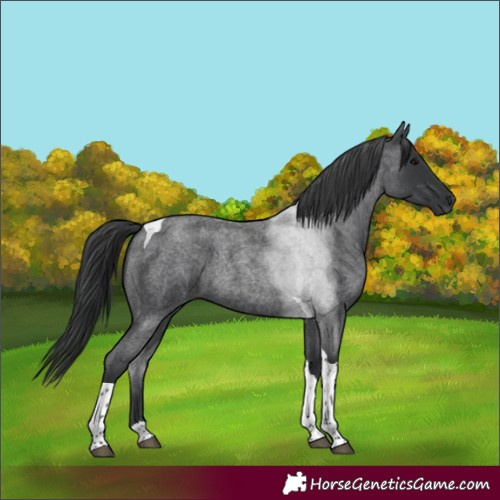 Horse Color:Blue Roan Tobiano
