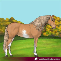 Horse Color:White Spotted Chestnut 
