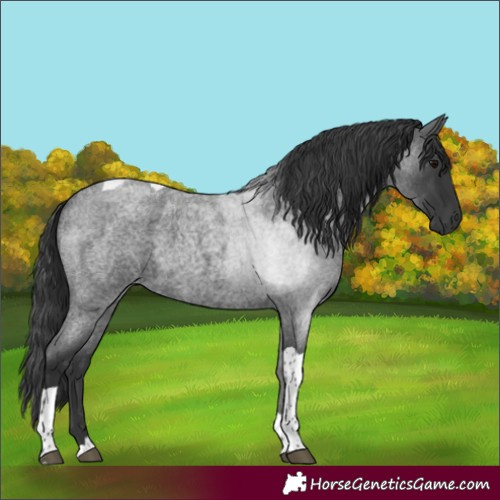 Horse Color:Blue Roan Tobiano