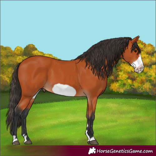 Horse Color:Bay Frame