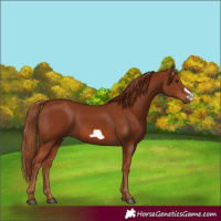 Horse Color:Chestnut Frame