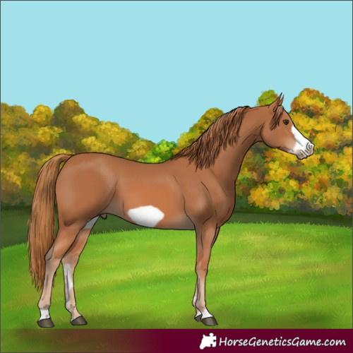 Horse Color:Chestnut Frame