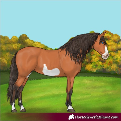 Horse Color:Bay Frame 