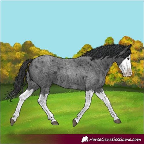 Horse Color:Blue Roan Splash 