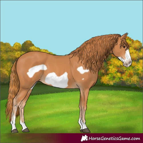 Horse Color:Chestnut Frame