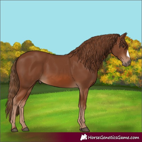 Horse Color:Chestnut Frame