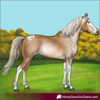 Horse Color:Gray Palomino Splash Tobiano