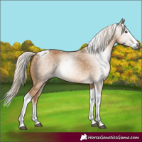 Horse Color:Gray Palomino Splash Tobiano 