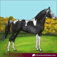 Horse Color:Gray Black Splash Tobiano 
