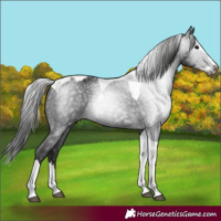 Horse Color:Gray Black Splash Tobiano