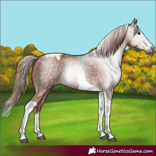 Horse Color:Gray Chestnut Splash Tobiano