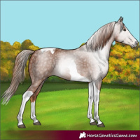Horse Color:Gray Chestnut Splash Tobiano 
