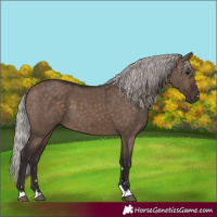 Horse Color:Silver Brown Dun 