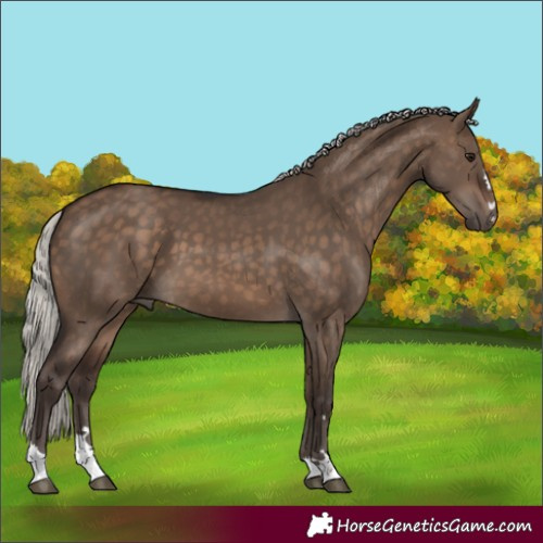 Horse Color:Silver Brown Dun 