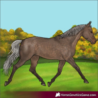 Horse Color:Silver Brown Dun 