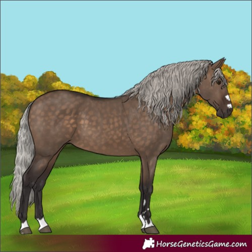 Horse Color:Silver Brown Dun 