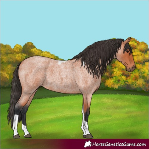 Horse Color:Bay Roan Tobiano 