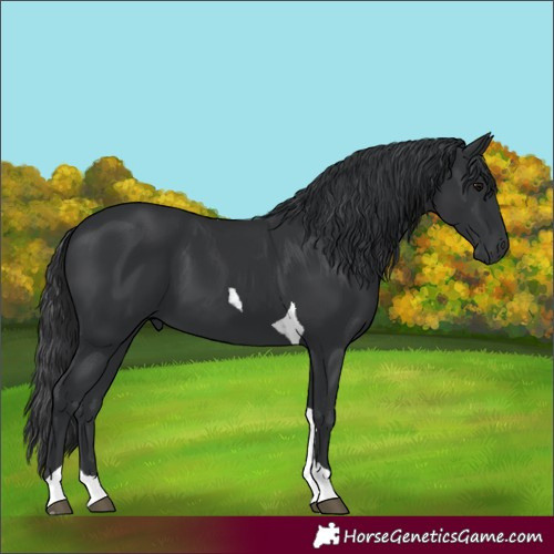 Horse Color:Black Tobiano 