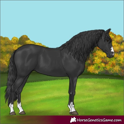 Horse Color:Black 