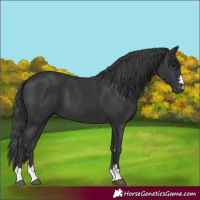Horse Color:Black 
