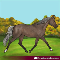 Horse Color:Silver Brown Dun 
