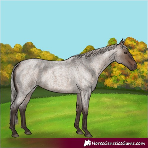 Horse Color:Silver Brown Roan Dun 