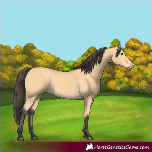 Horse Color:Buckskin Rabicano