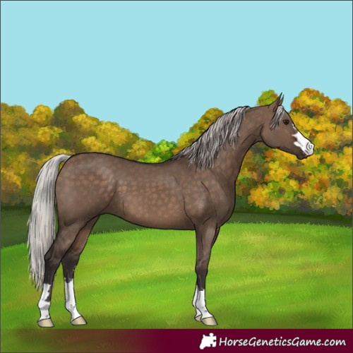 Horse Color:Silver Brown Dun 
