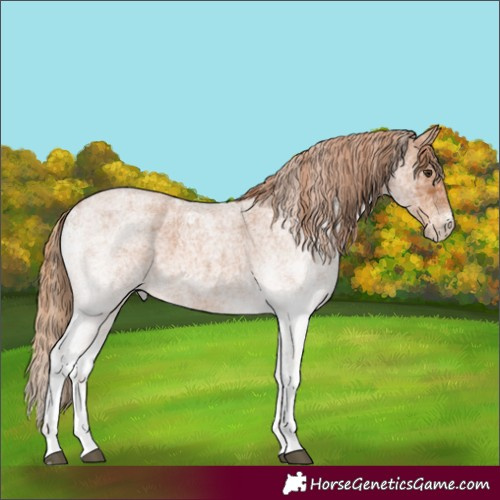 Horse Color:White Spotted Red Roan 