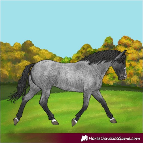 Horse Color:Blue Roan Varnish