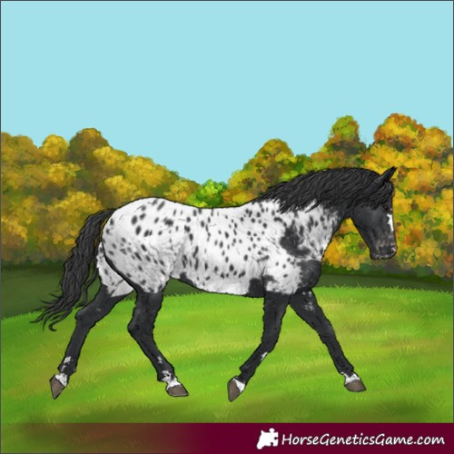 Horse Color:Black Appaloosa 