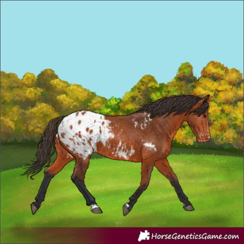 Horse Color:Bay Blanket